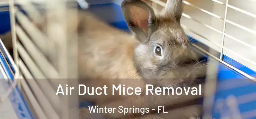 Air Duct Mice Removal Winter Springs - FL